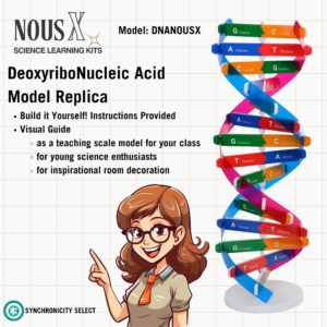 DNA Structure Model