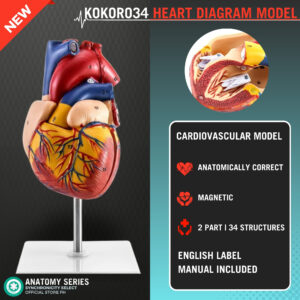 Heart model