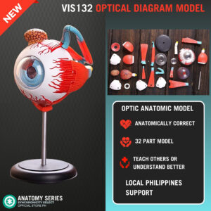 Human eyeball model