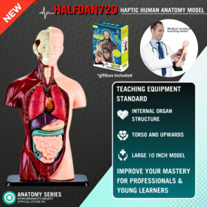 Simulated half anatomy model