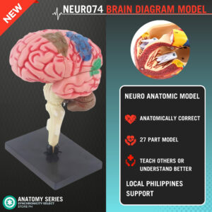 Human brain model